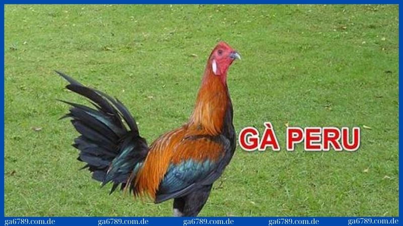 Giống gà Peru - Tìm hiểu đặc điểm nổi bật và lý do nên nuôi 2 Điều kiện để loài này thích nghi cực đơn giản