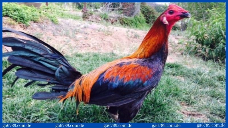 Giống gà Peru - Tìm hiểu đặc điểm nổi bật và lý do nên nuôi 1 Giới thiệu tổng quan về giống gà Peru