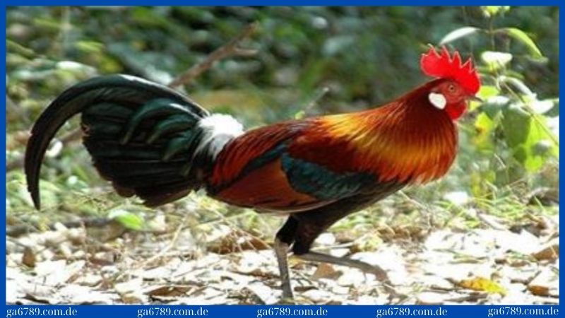 Giống gà Peru - Tìm hiểu đặc điểm nổi bật và lý do nên nuôi 3 3 lý do nổi bật giúp bạn nên lựa chọn giống gà này