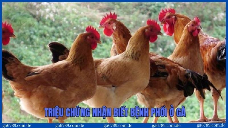Bệnh phổi ở gà: Nguyên nhân, triệu chứng và cách phòng trị 2 Những triệu chứng dễ phát hiện khi gà mắc bệnh phổi